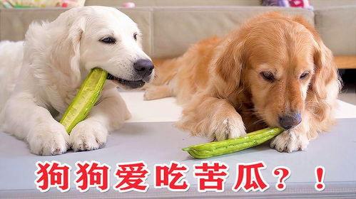 娱乐吃瓜君第一次见狗,首次邂逅狗狗，笑料百出！